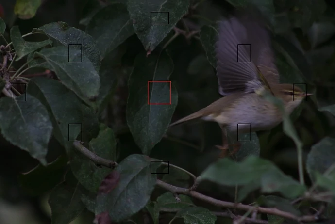 puntos enfoque-gorrion